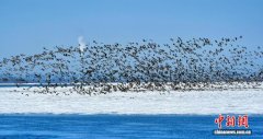 黑龙江佳木斯：候鸟北归唤春意