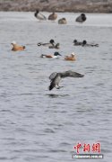 吉林长春伊通河畔春来早 近千只水鸟舞翩跹